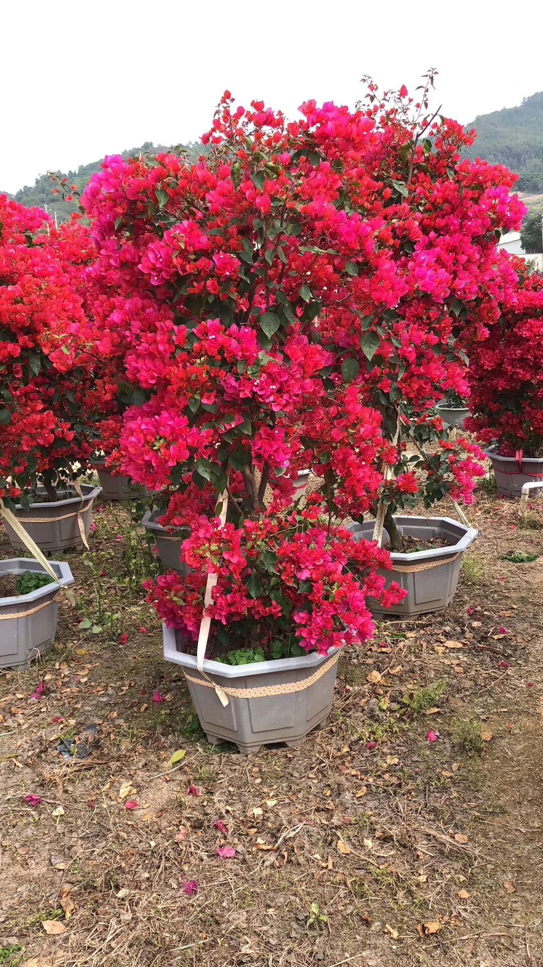 海南萬寧三角梅基地-海南萬寧三角梅價(jià)格-海南萬寧三角梅批發(fā)/廠家