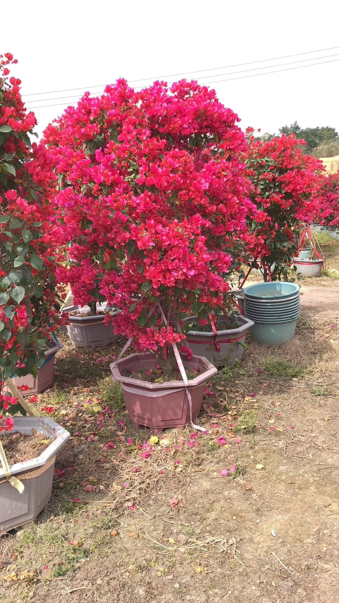 海南萬寧三角梅基地-海南萬寧三角梅價(jià)格-海南萬寧三角梅批發(fā)/廠家