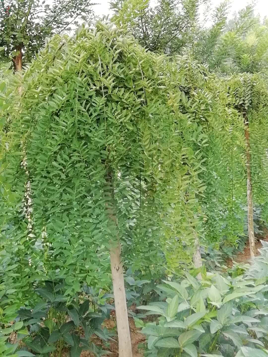 龍爪槐價格 垂槐價格 6公分龍爪槐價格