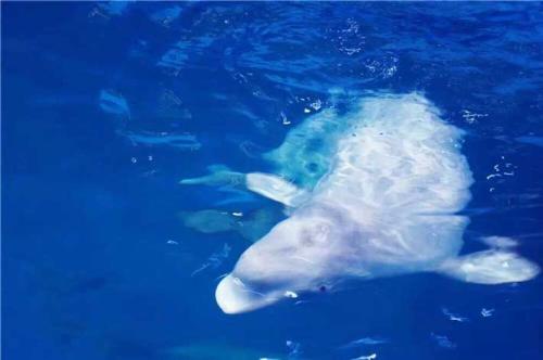 武夷 武夷山極地海洋公園  武夷山極地海洋公園門票