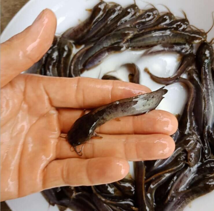 廣東深圳本地塘鲺魚苗養(yǎng)殖場-(土滑哥)淡水魚苗養(yǎng)殖場-土塘鲺魚苗/廠家批發(fā)價格