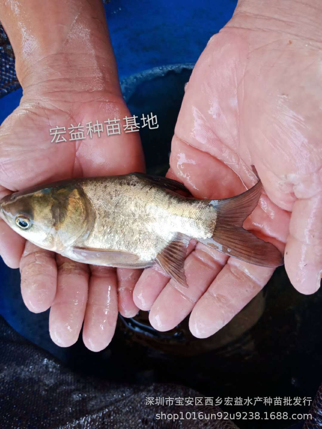 廣東深圳縮骨鳙魚苗養(yǎng)殖場-廣州縮骨大頭苗批發(fā)-惠州日本灰鰻苗價格-佛山黃鱔苗/廠家