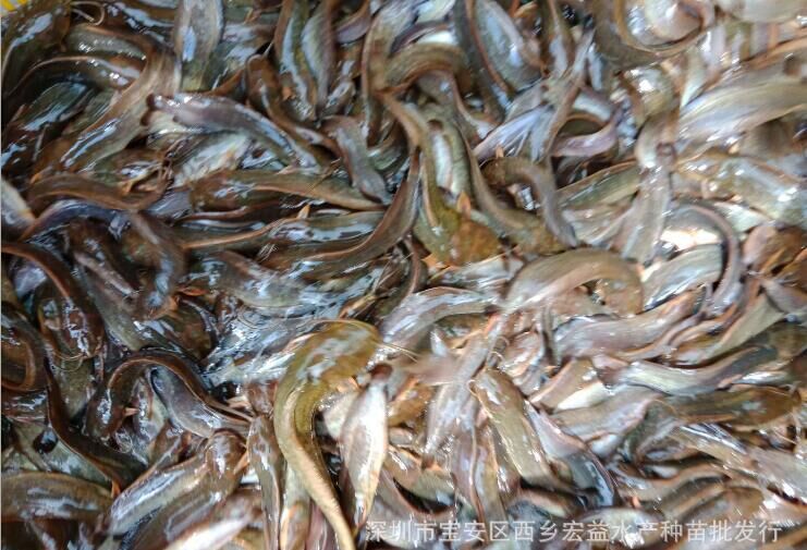 廣東深圳本地塘鲺魚苗養(yǎng)殖場-(土滑哥)淡水魚苗養(yǎng)殖場-土塘鲺魚苗/廠家批發(fā)價格