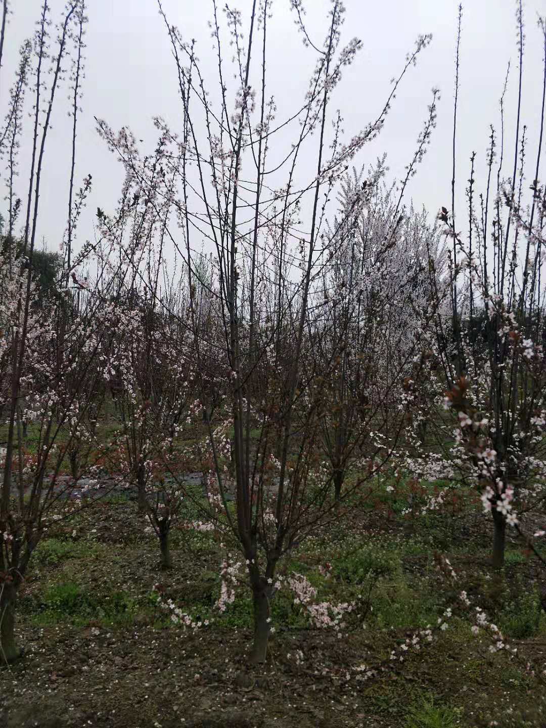 紅葉李價格 優(yōu)質(zhì)紅葉李供應商 紅葉李苗木報價