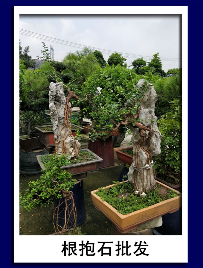 根抱石批發(fā)|根抱石批發(fā)價格|根抱石批發(fā)電話