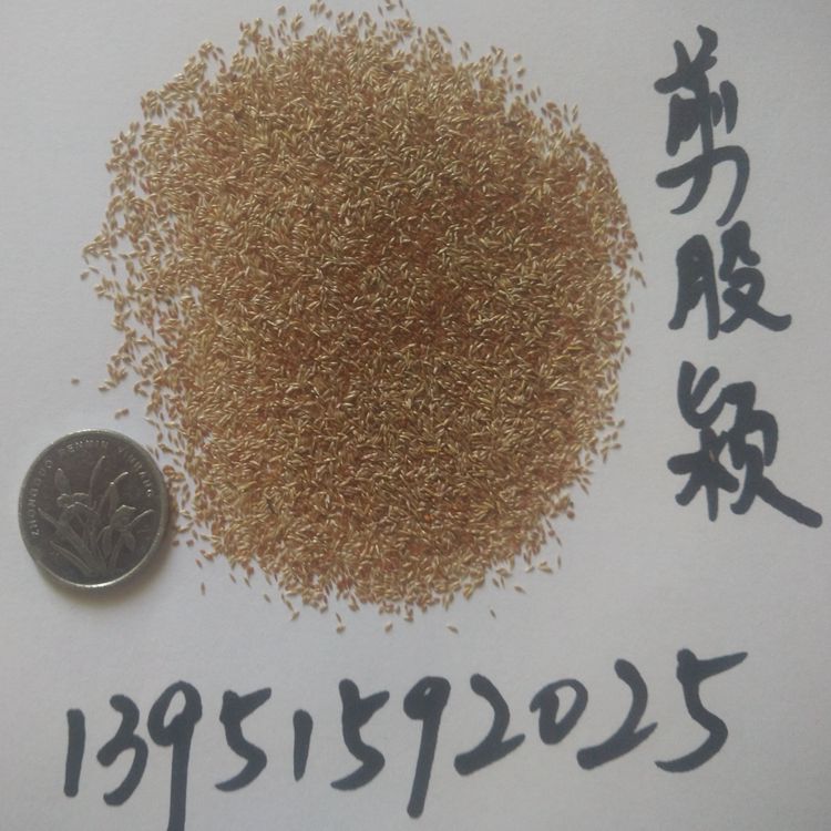 進口四季青草坪種子高羊茅狗牙根黑麥草早熟禾耐踐踏庭院護坡草籽