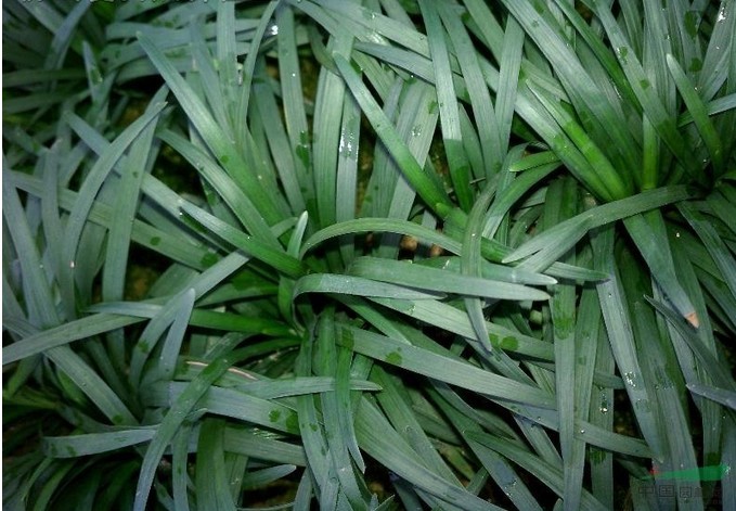 優(yōu)質(zhì)玉龍草批發(fā)