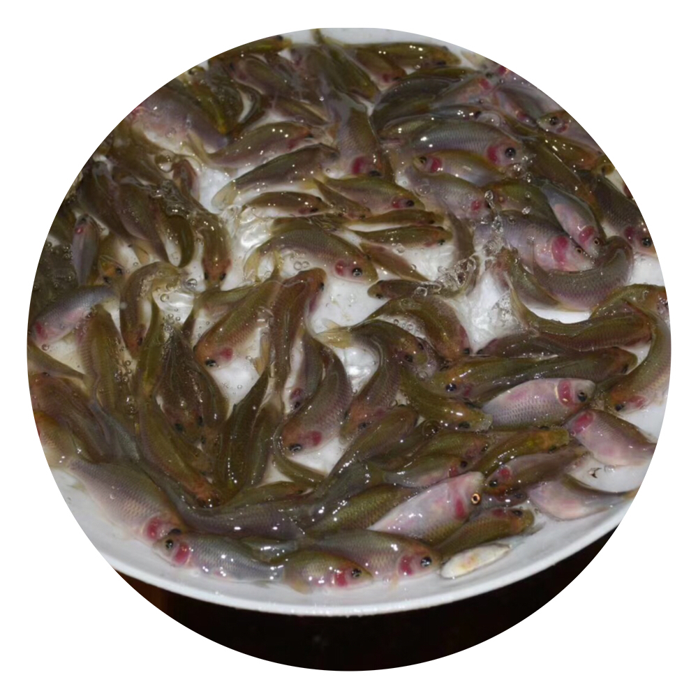 鯉魚苗,鯉魚苗養(yǎng)殖場,鯉魚苗批發(fā)
