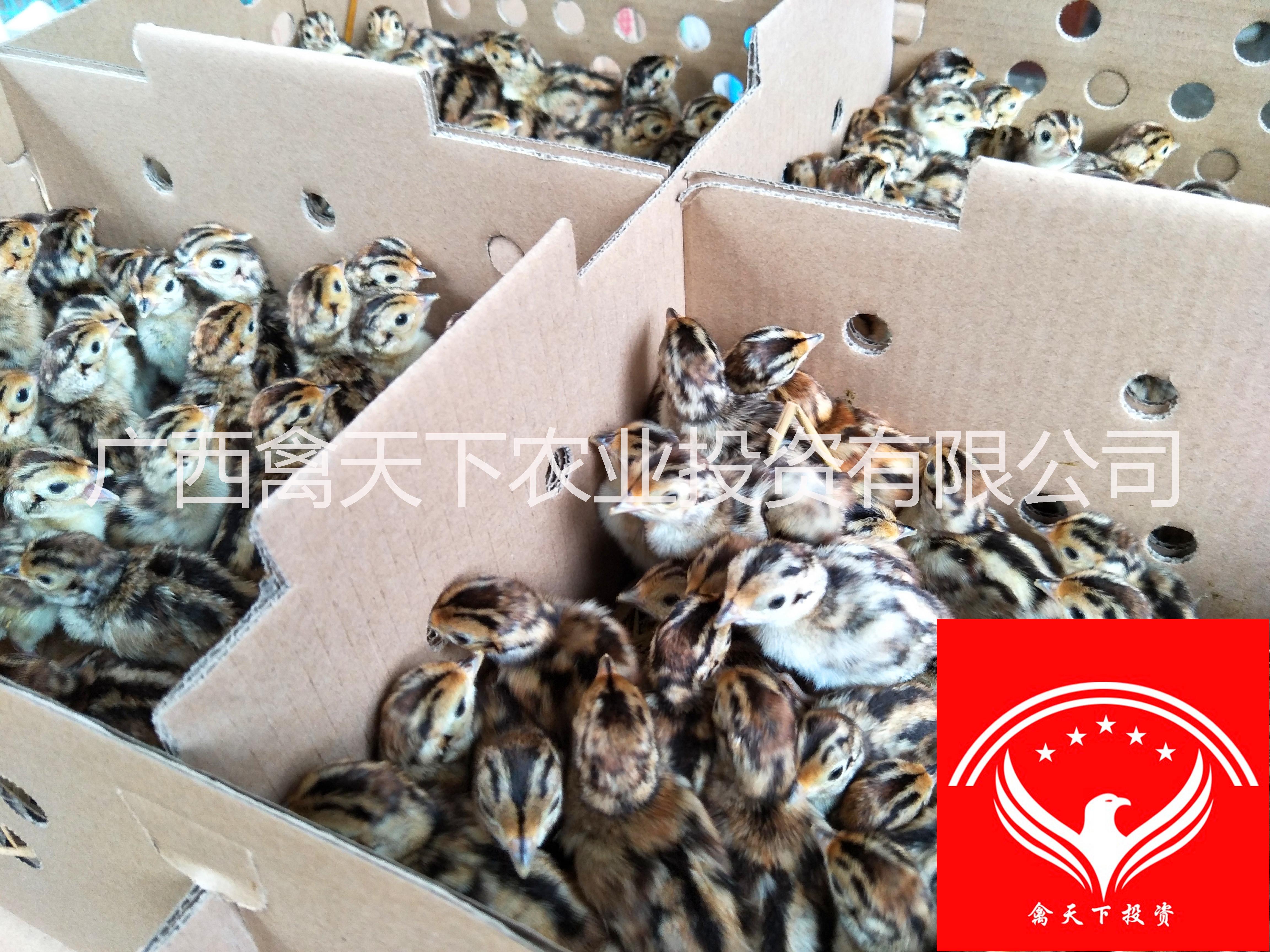 禽天下山雞苗供應(yīng)