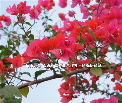 海南哪里有三角梅賣-海南海口三角梅批發(fā)價格-萬寧溪邊種養(yǎng)專業(yè)合作社/廠家