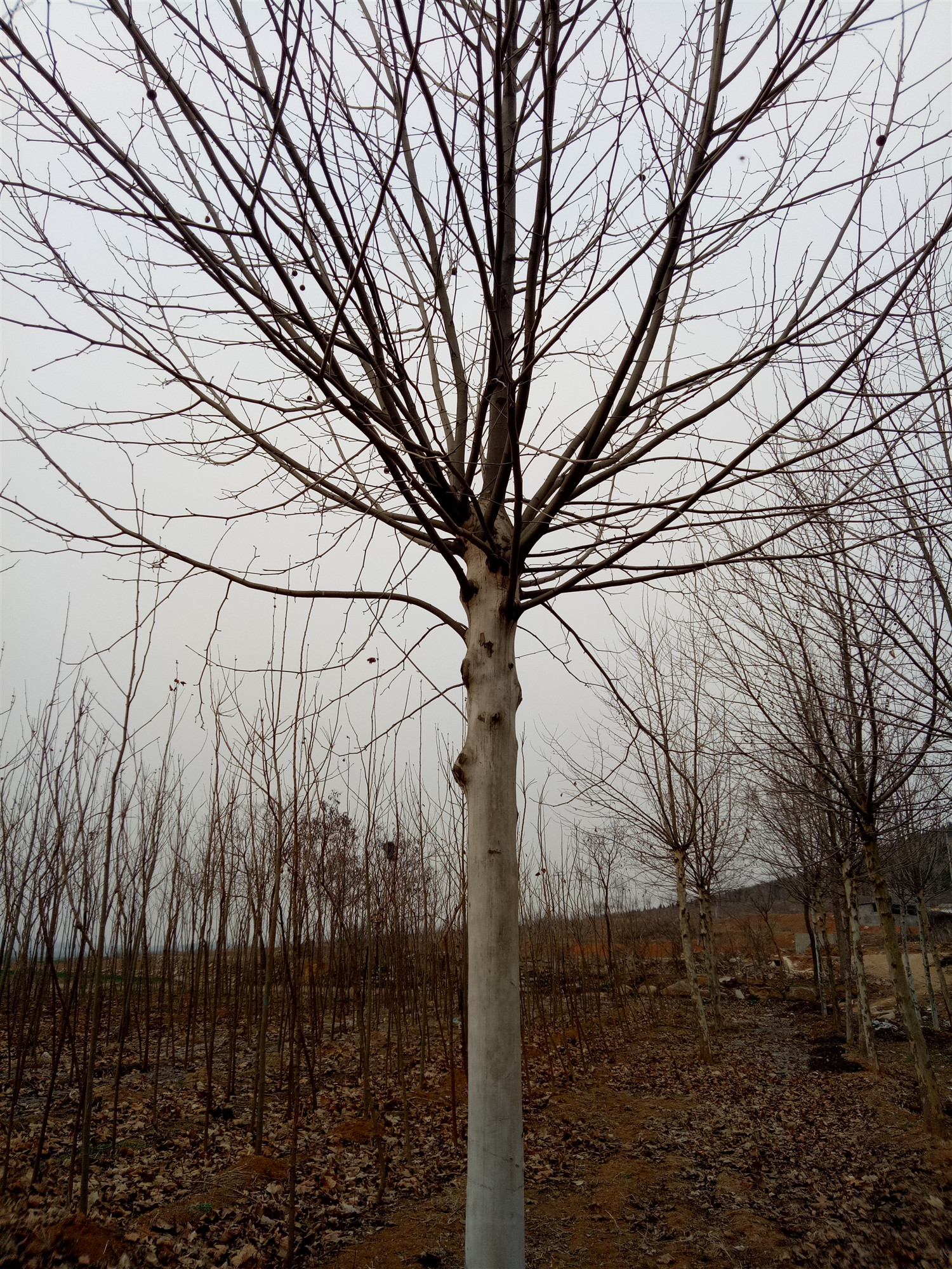 山東18公分法桐價格多少錢一棵 法桐18公分