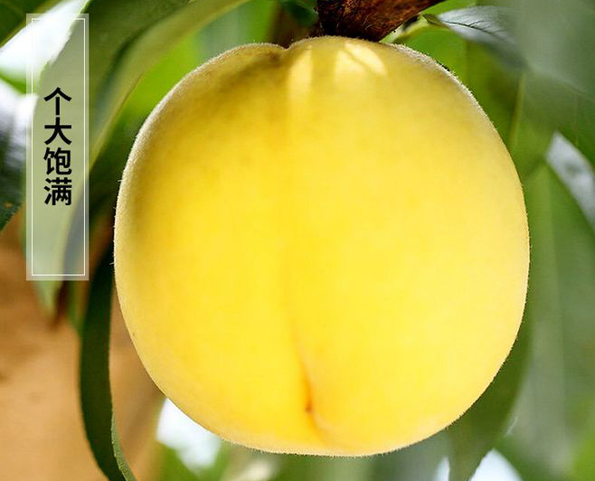 炎陵黃桃，何時上市？