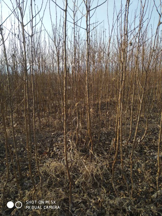 黑李子樹(shù)苗 黑霸王李子樹(shù)苗