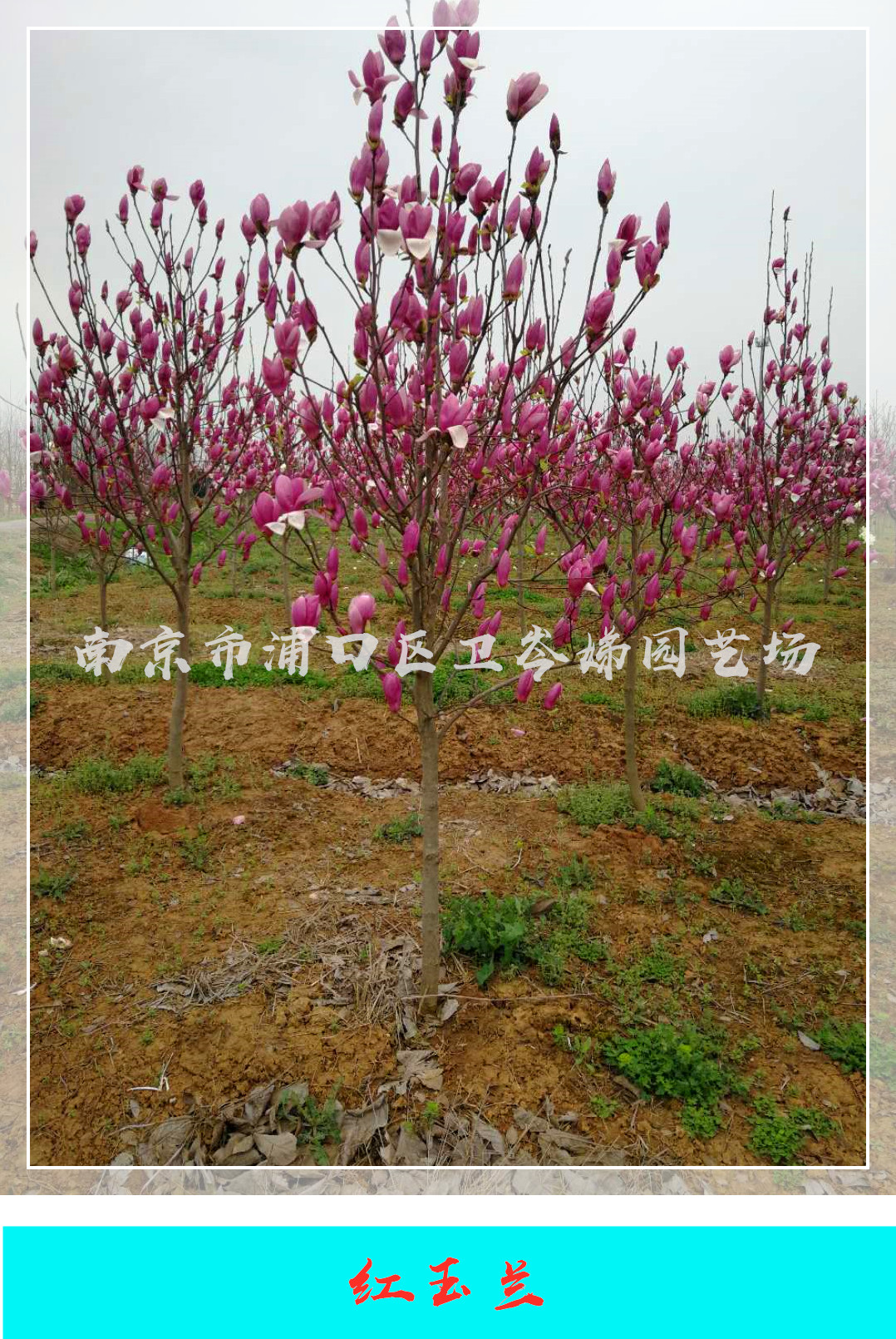 廣東廣州紅玉蘭種植基地，廣東廣州紅玉蘭苗苗圃，廣東廣州紅玉蘭苗批發(fā)價(jià)/報(bào)價(jià)