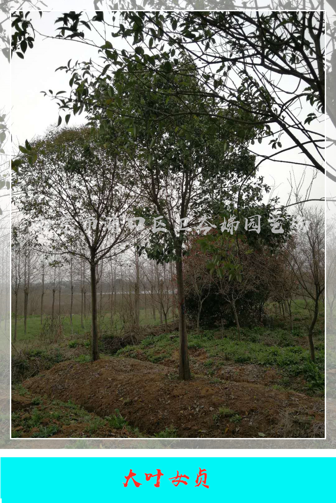 山東青島大葉女貞基地直銷，山東青島大葉女貞批發(fā)價(jià)/供應(yīng)商，山東青島大葉女貞報(bào)價(jià)/價(jià)格