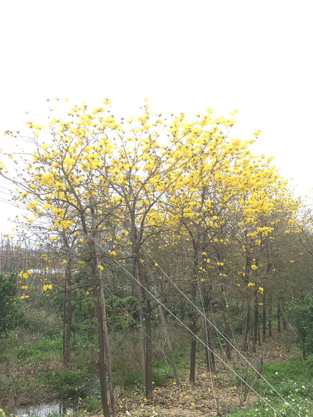 佛山綠化苗木盆栽黃花風(fēng)鈴木基地直銷