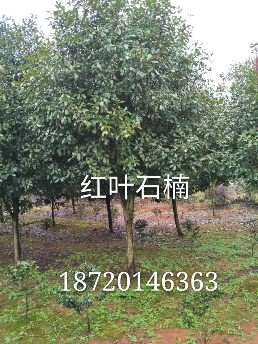 九江紅葉石楠-苗木種植基地批發(fā)報(bào)價(jià)價(jià)格