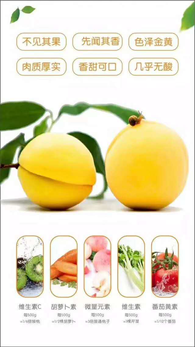 桃醉天下之炎陵黃桃