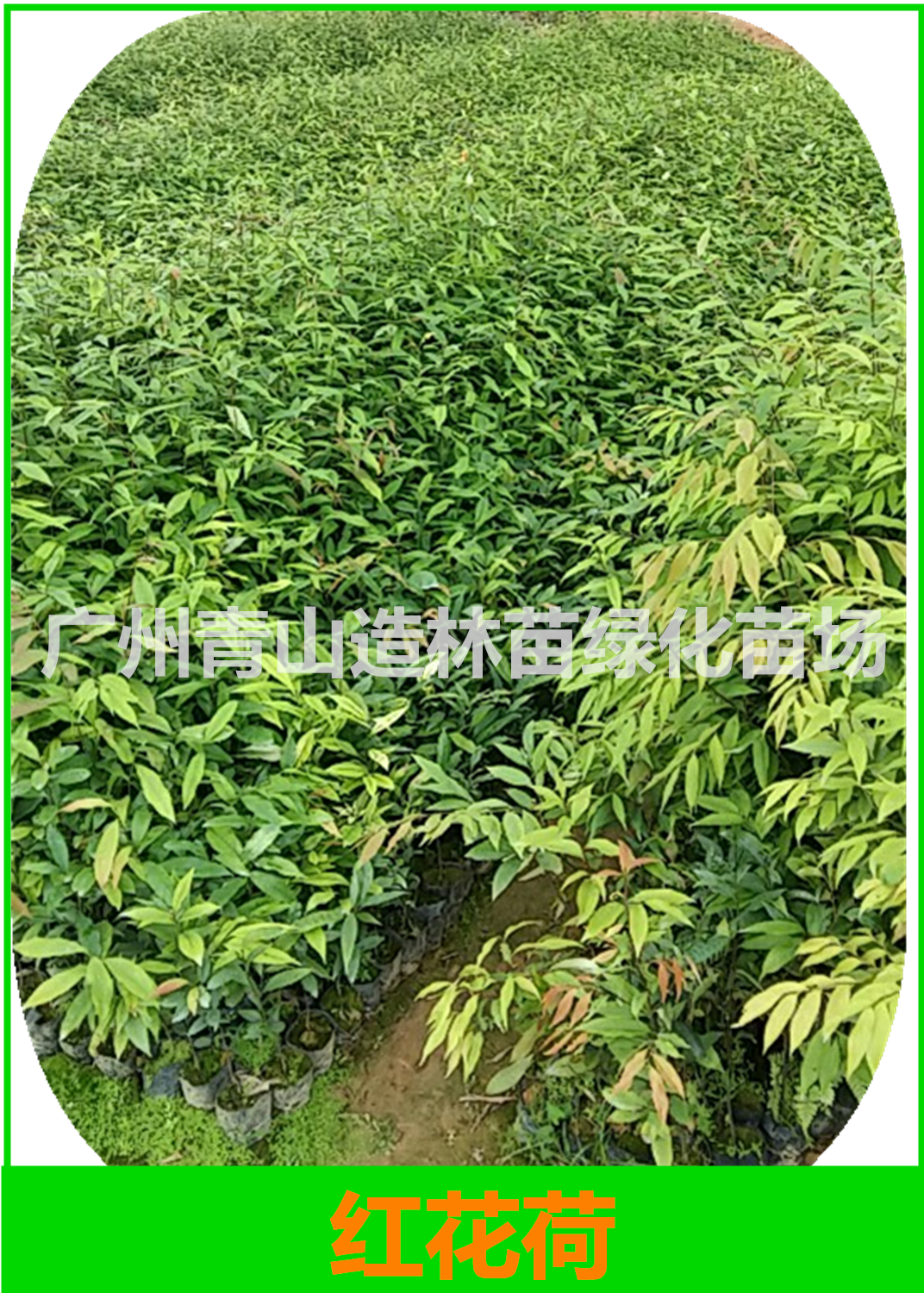 廣州紅椎小苗批發(fā)價，廣州紅椎小苗供應(yīng)商，廣州紅椎小苗種植基地，廣州紅椎小苗銷售電話