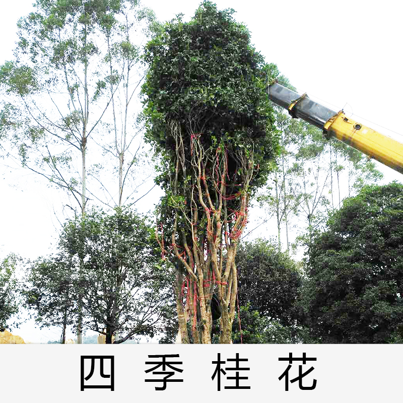 四季桂|桂花|廣東英德四季桂花|基地直銷|種植基地報價|批發(fā)價格|供應電話地址|圖片|品種齊全|價格合理|童叟無欺