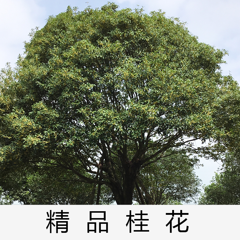 桂花|廣東英德金桂|基地直銷(xiāo)|種植基地報(bào)價(jià)|批發(fā)價(jià)格|供應(yīng)電話(huà)地址|圖片|品種齊全|價(jià)格合理|童叟無(wú)欺 清遠(yuǎn)*桂花