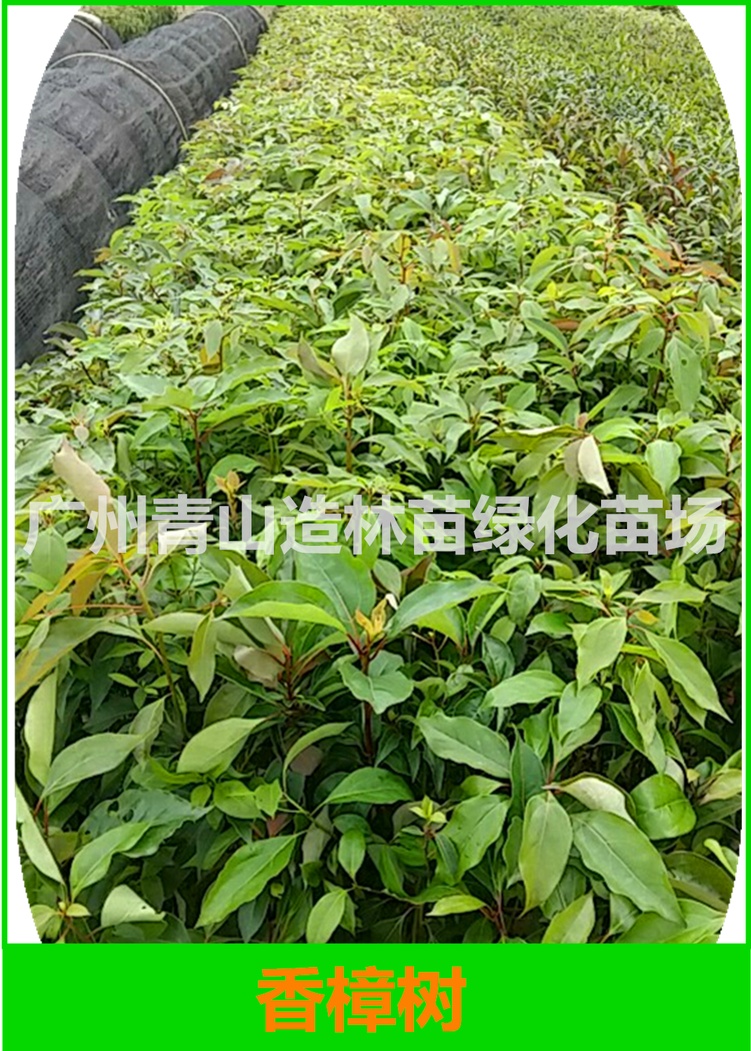 廣州一年生香樟樹苗基地直銷，廣州一年生香樟樹苗批發(fā)價，廣州一年生香樟樹苗供應(yīng)商