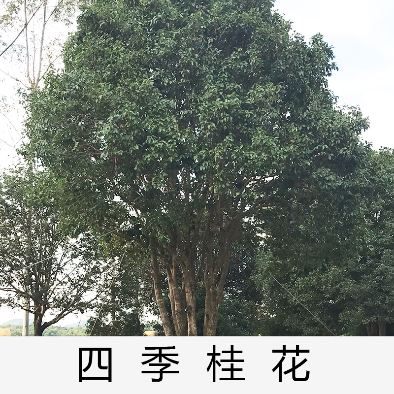 清遠(yuǎn)四季桂花基地|廣東英德四季桂花|基地直銷|種植基地報(bào)價(jià)|批發(fā)價(jià)格|供應(yīng)電話地址|圖片|品種齊全|價(jià)格合理|童叟無欺
