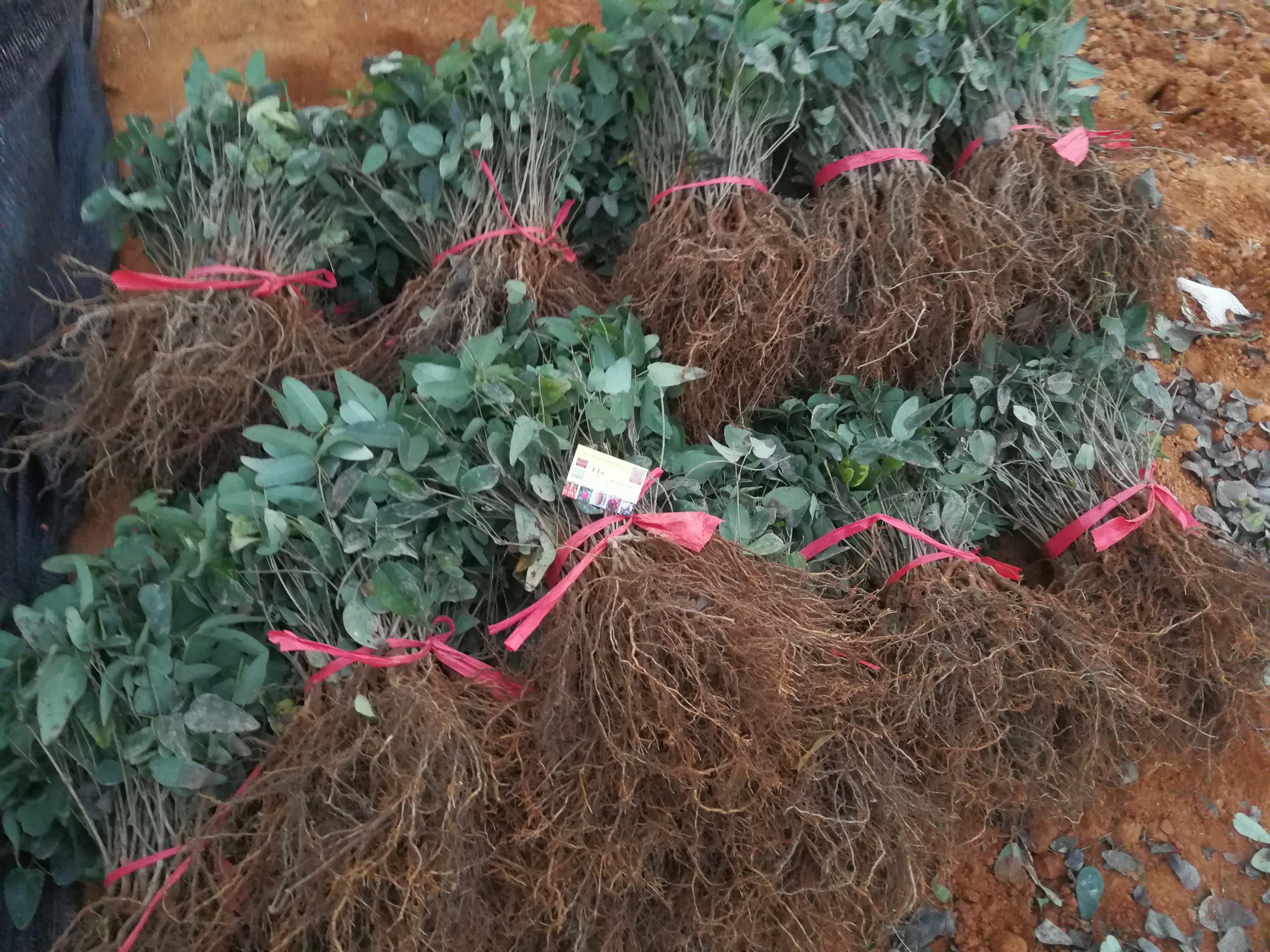 八月瓜種植條件八月瓜高產(chǎn)栽培技術(shù) 八月瓜怎么吃八月瓜苗批發(fā)