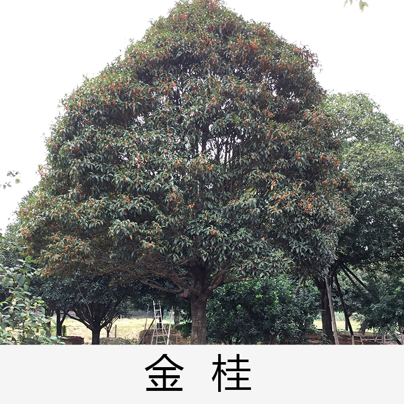 桂花|廣東英德金桂|基地直銷|種植基地報價|批發(fā)價格|供應(yīng)電話地址|圖片|品種齊全|價格合理|童叟無欺 清遠金桂