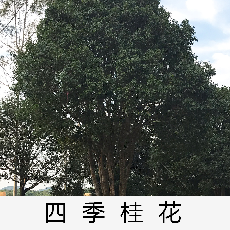 清遠(yuǎn)四季桂花基地|廣東英德四季桂花|基地直銷|種植基地報(bào)價(jià)|批發(fā)價(jià)格|供應(yīng)電話地址|圖片|品種齊全|價(jià)格合理|童叟無欺