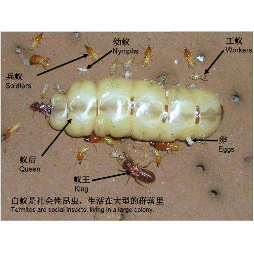 桂林滅鼠公司滅白蟻滅紅火蟻