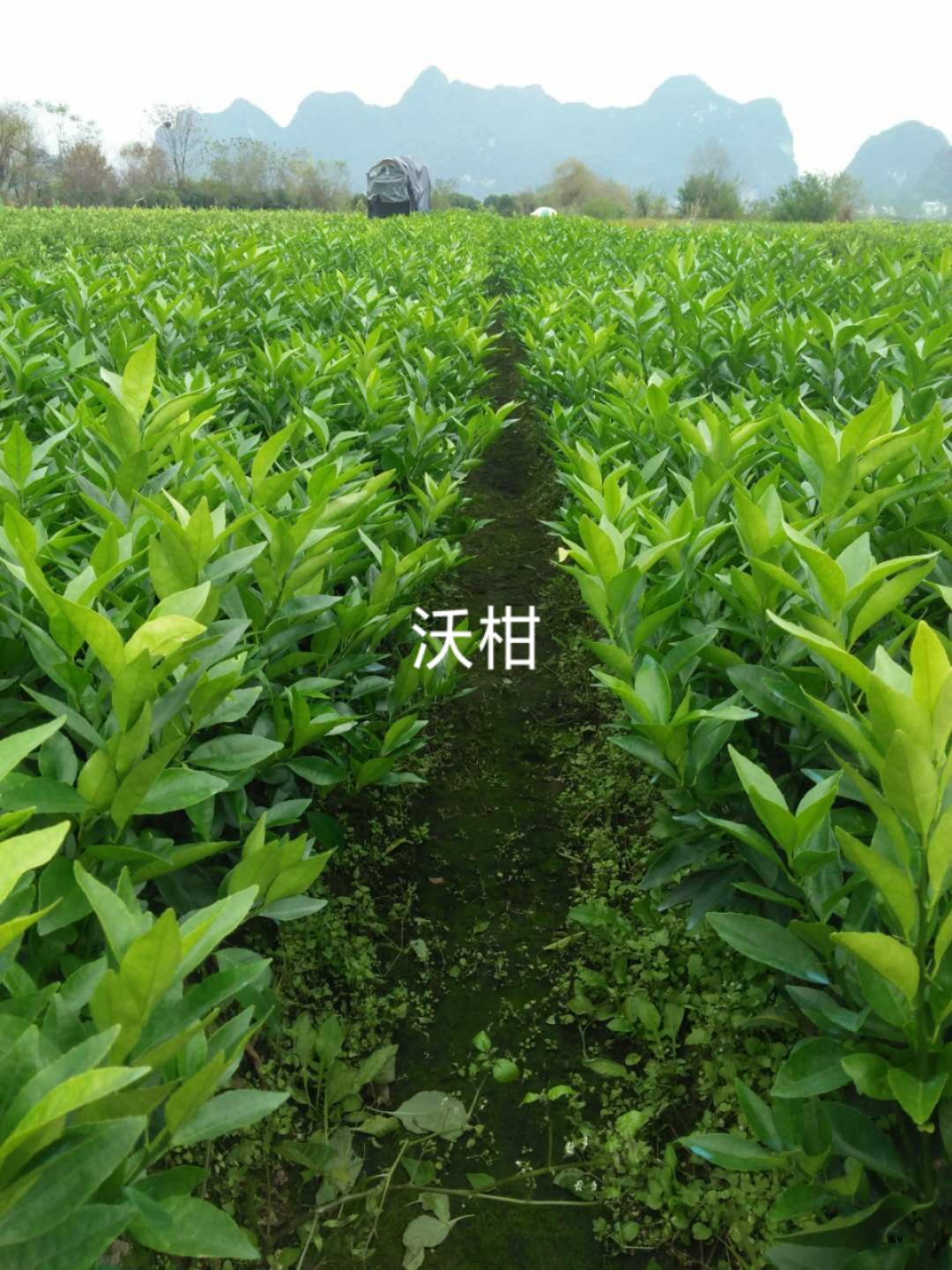 廣西桂林沃柑苗-*桂林沃柑苗 *沃柑苗 沃柑苗大批發(fā)