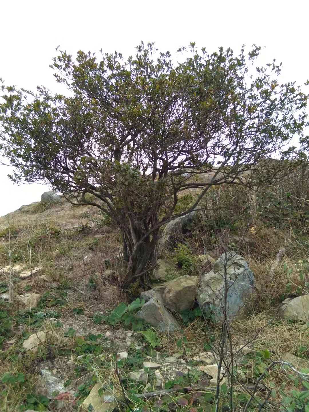各種規(guī)格映山紅樹價格