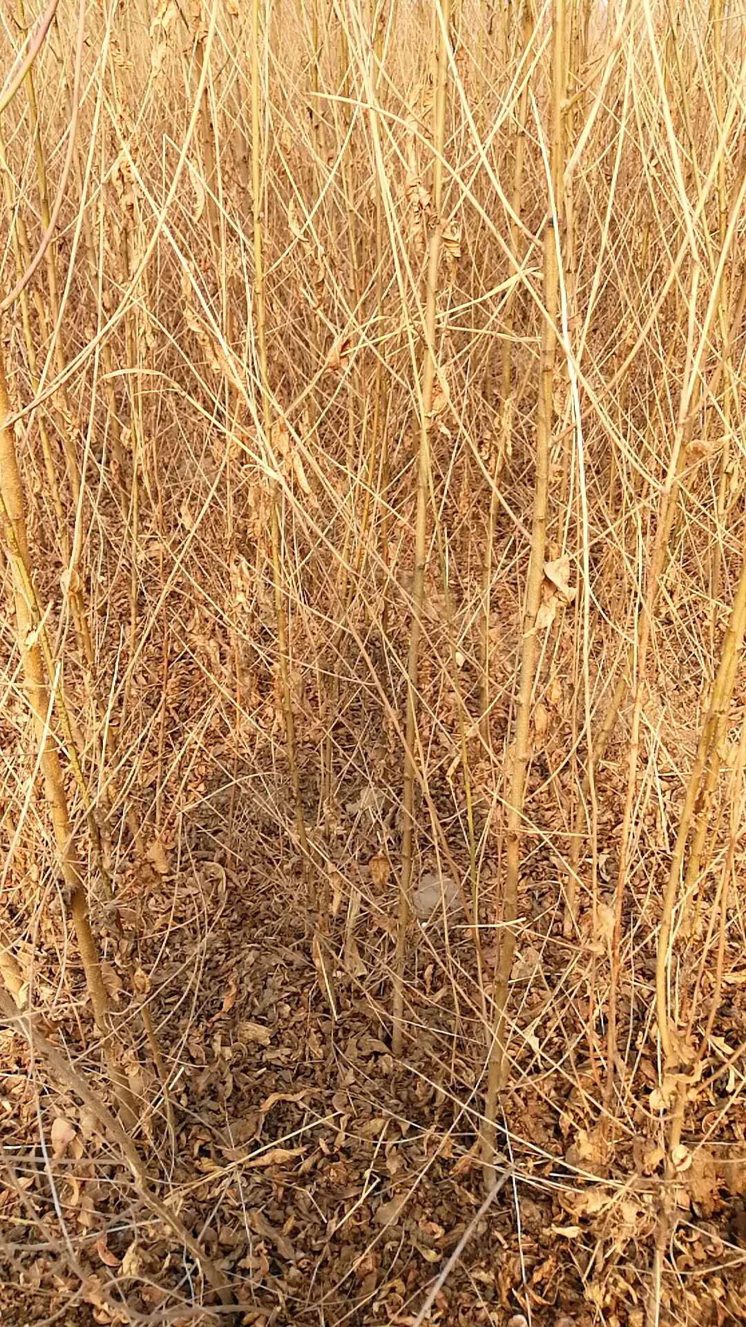 河北省廊坊市毛桃苗批發(fā)基地