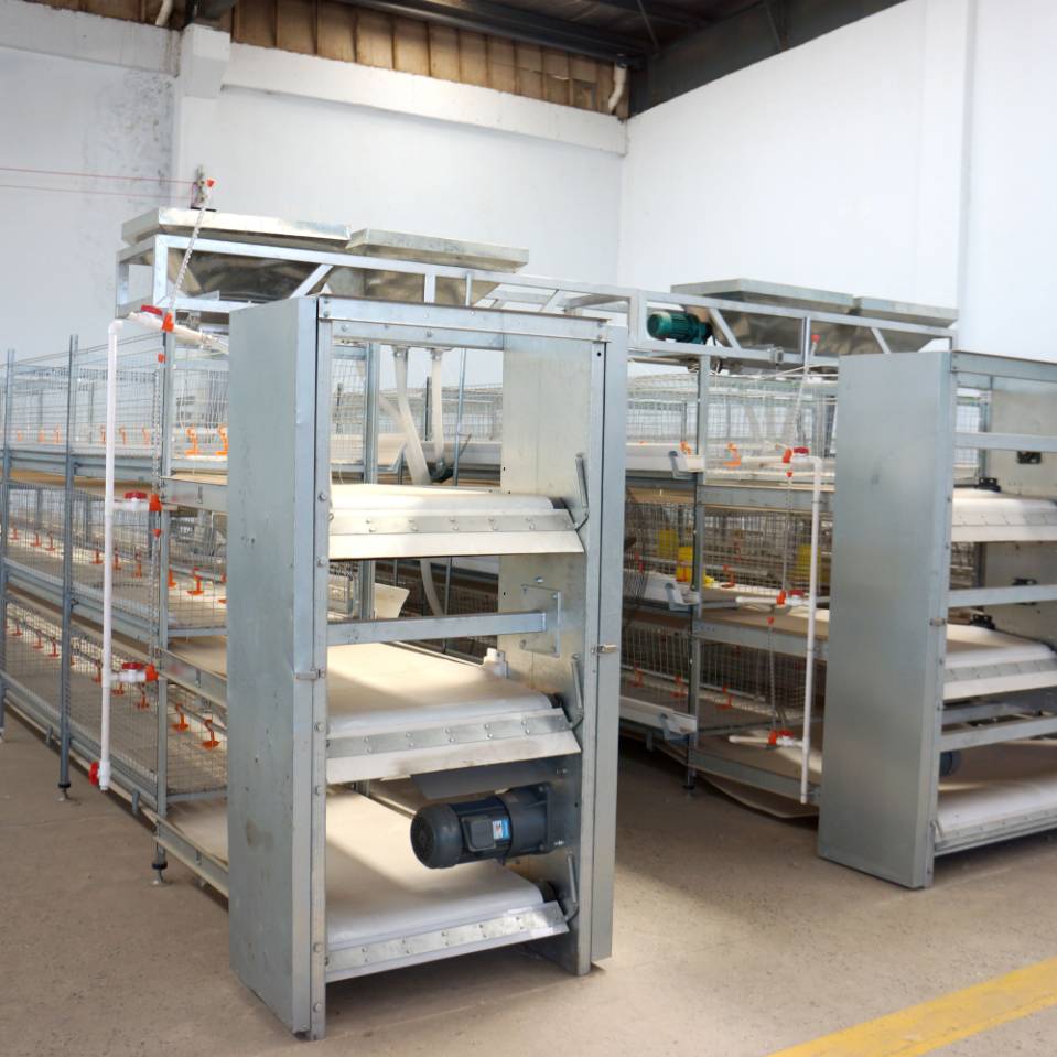 碩利育豬 自動喂料線，科技*