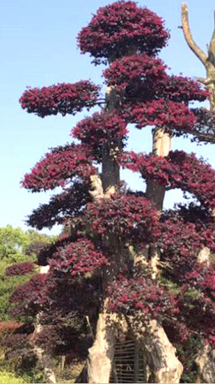 紅繼木采購(gòu)