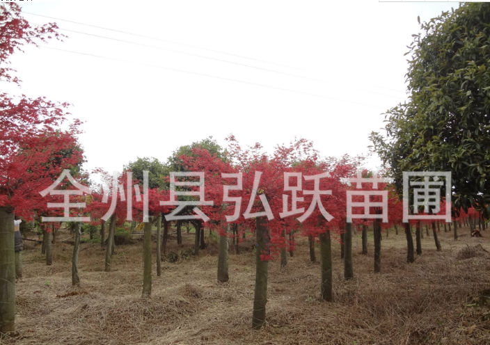 改良嫁接紅楓供應(yīng)