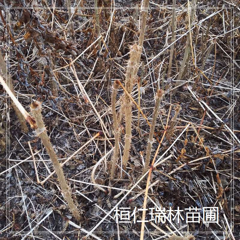 批發(fā)刺龍芽苗，出售刺嫩芽苗，刺老芽苗