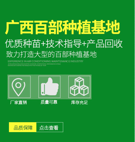 百部種苗種植培訓(xùn)推廣 產(chǎn)品研發(fā) 百部種苗種產(chǎn)品研發(fā) 廣西百部種苗 廣西百部種苗種產(chǎn)品研發(fā)