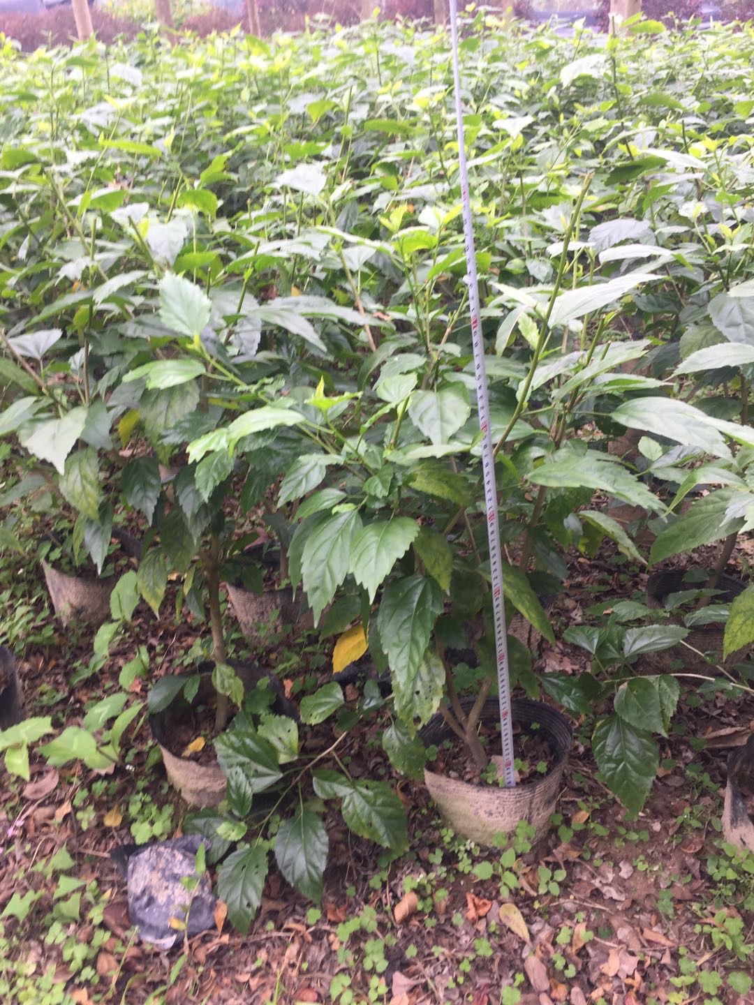 大紅花青葉扶桑苗圃直銷價(jià)格