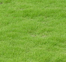 耐寒耐踐踏馬尼拉草皮園林綠化植被