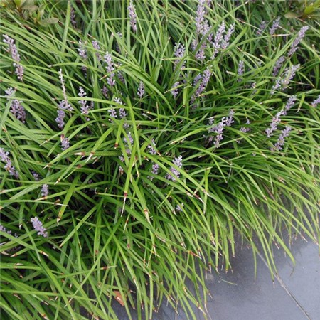 地被植物麥冬草苗綠化園藝常綠