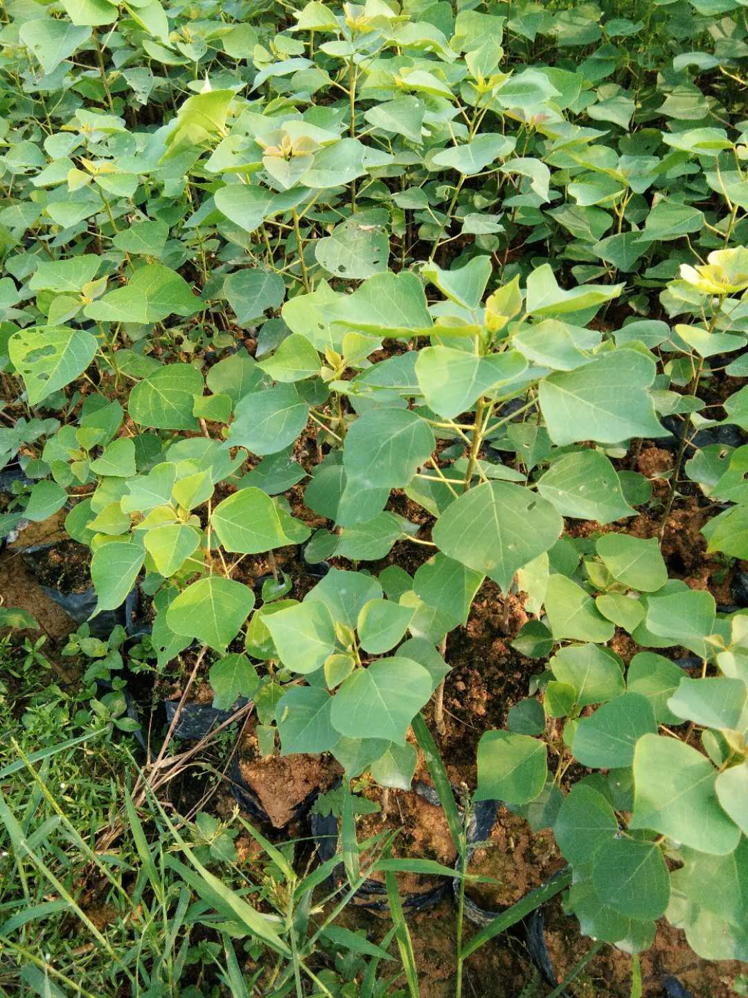 烏桕先國(guó)園林烏桕小苗