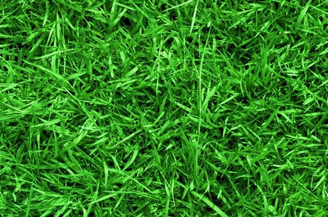 臺(tái)灣草耐踐踏運(yùn)動(dòng)草坪草地