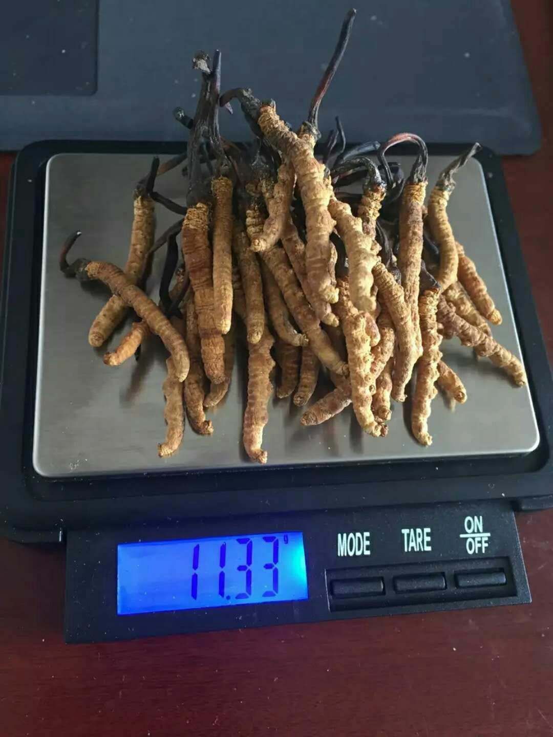 那曲冬蟲夏草/價(jià)格/辨別