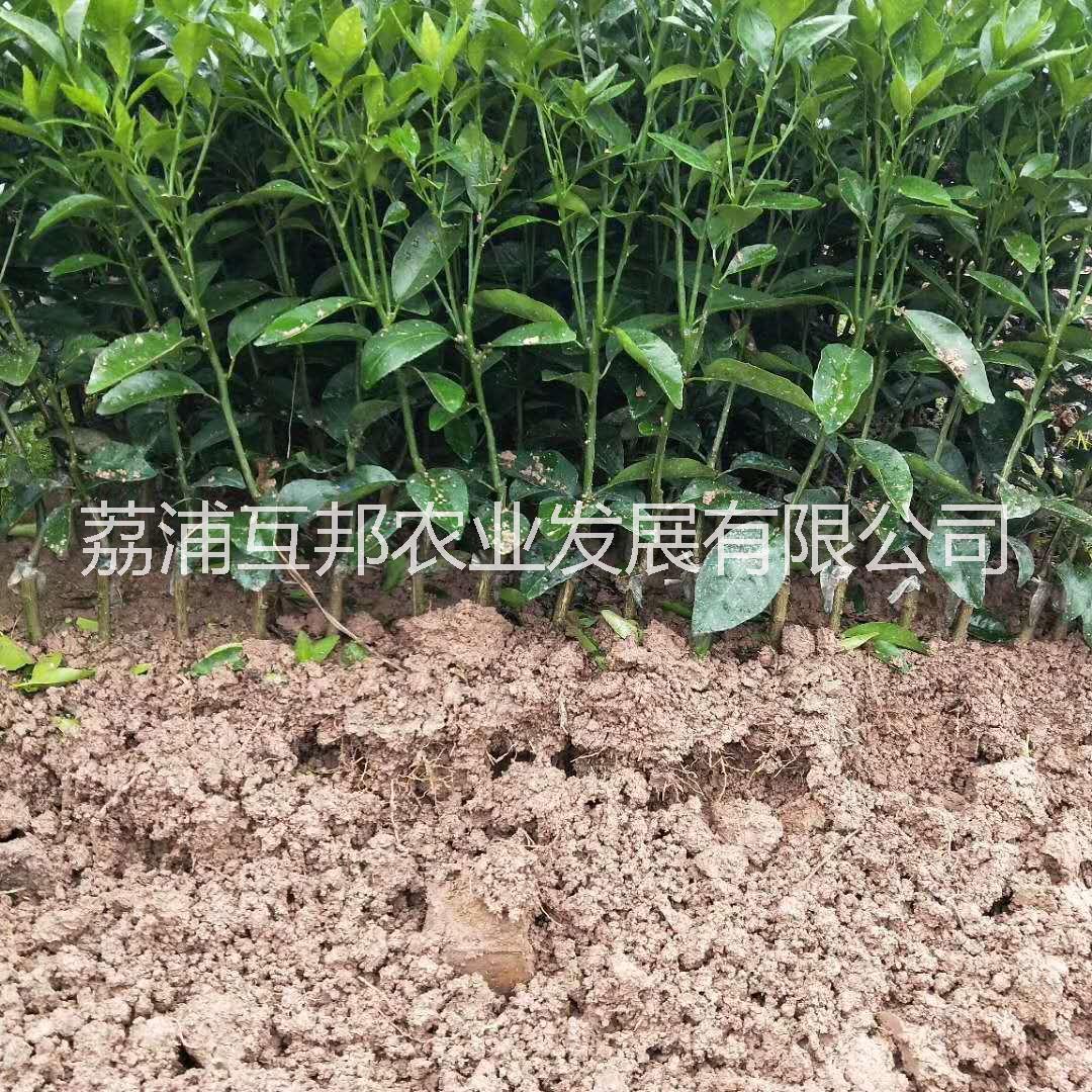 少核無(wú)核沃柑苗 無(wú)核沃柑苗種植基地 少核沃柑苗種植技術(shù) 無(wú)核沃柑苗 少核沃柑苗
