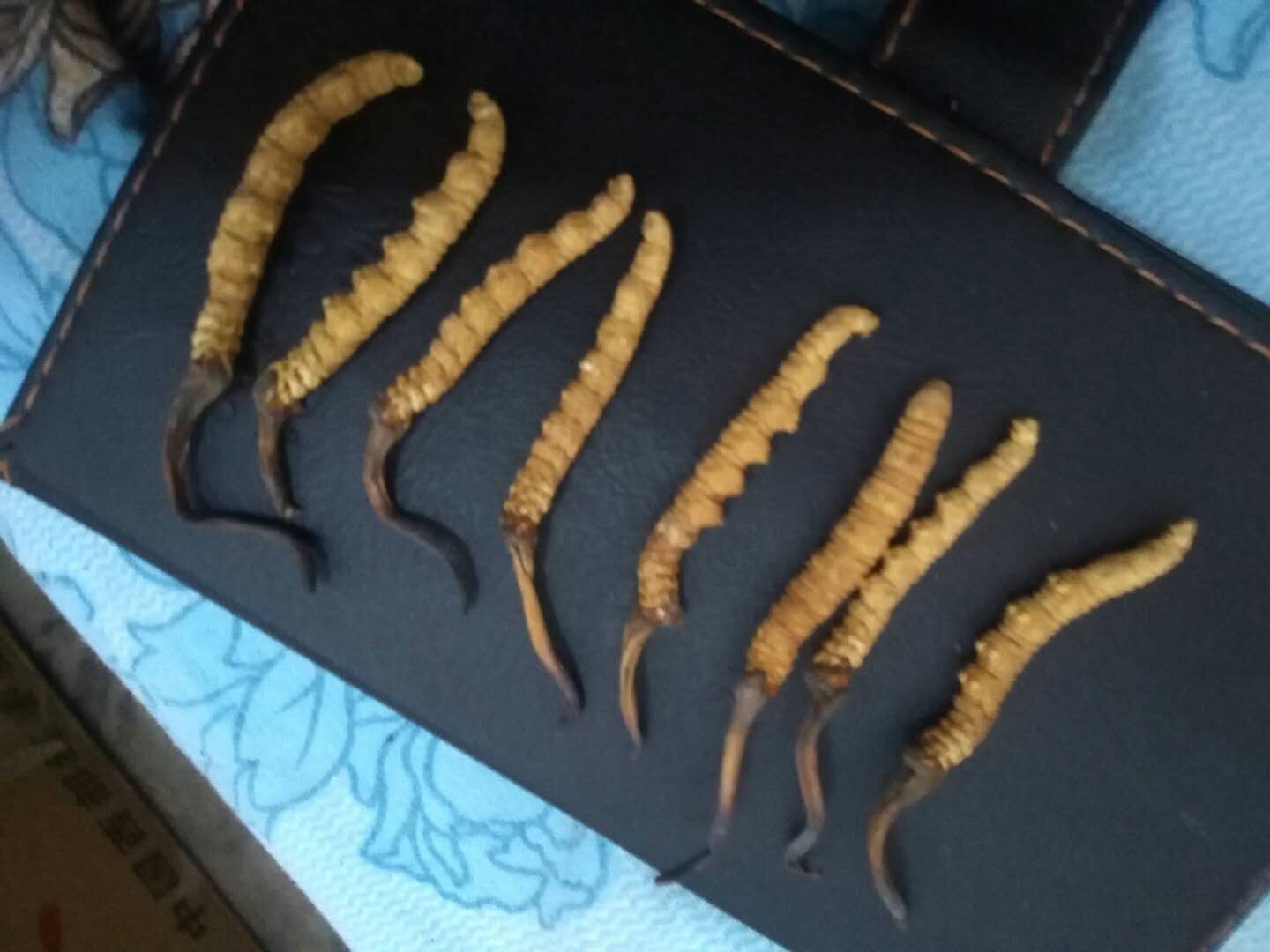 新鮮西藏蟲草/價格/吃法