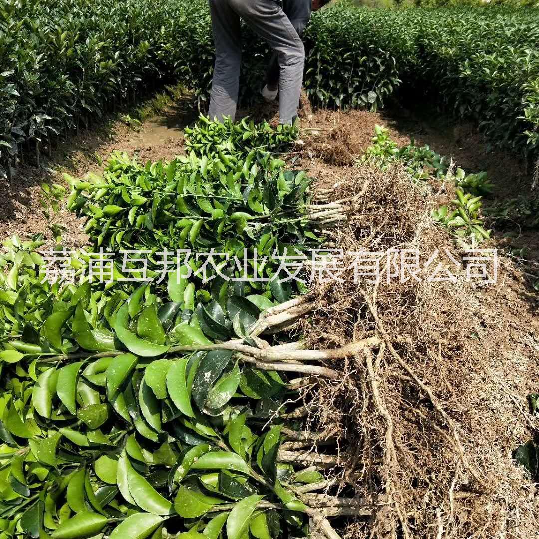 茂谷柑 廣西茂谷柑 桂林茂谷柑 茂谷柑種植技術(shù) 茂谷柑種植基地