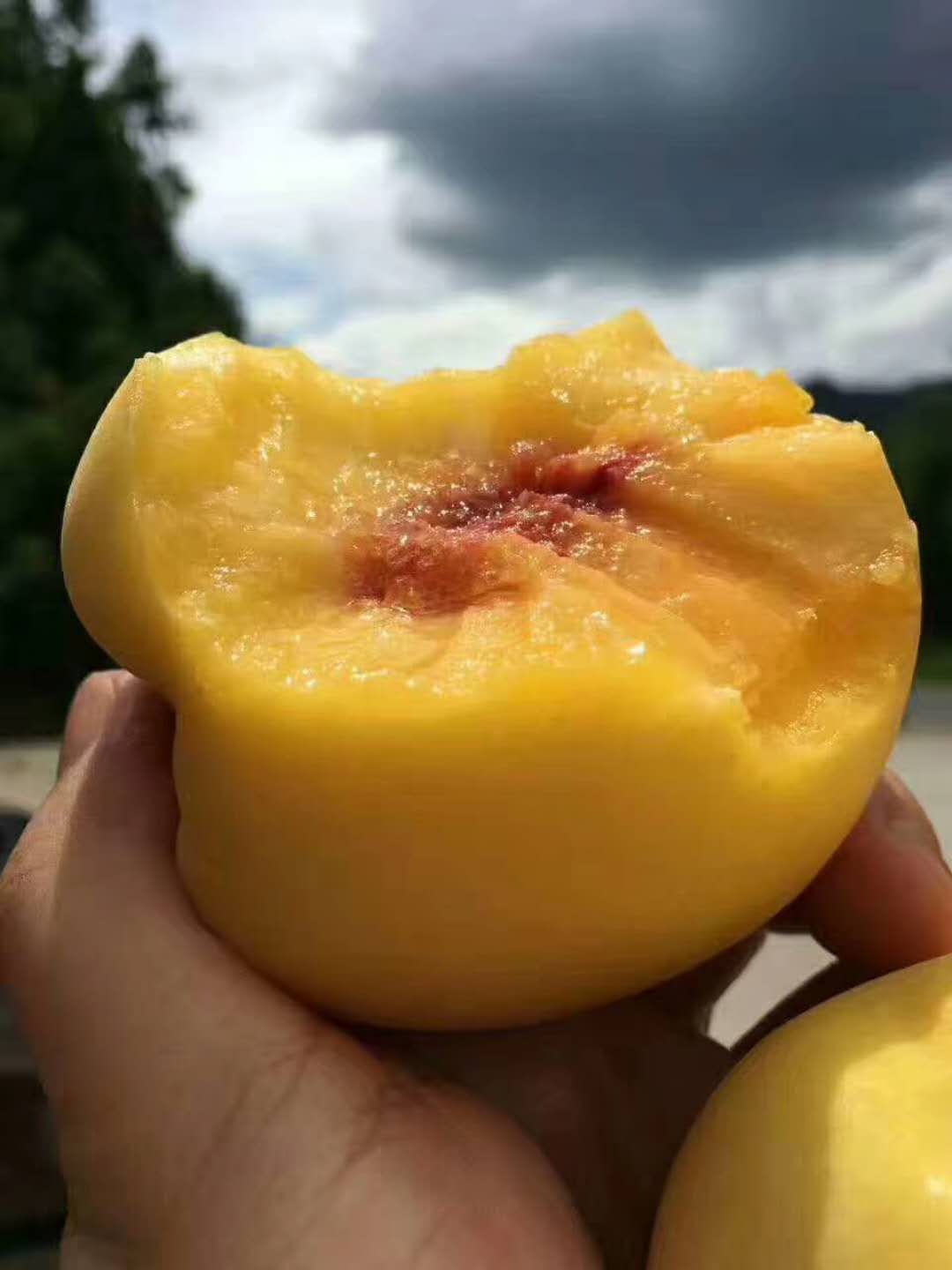 炎陵黃桃多少錢一斤