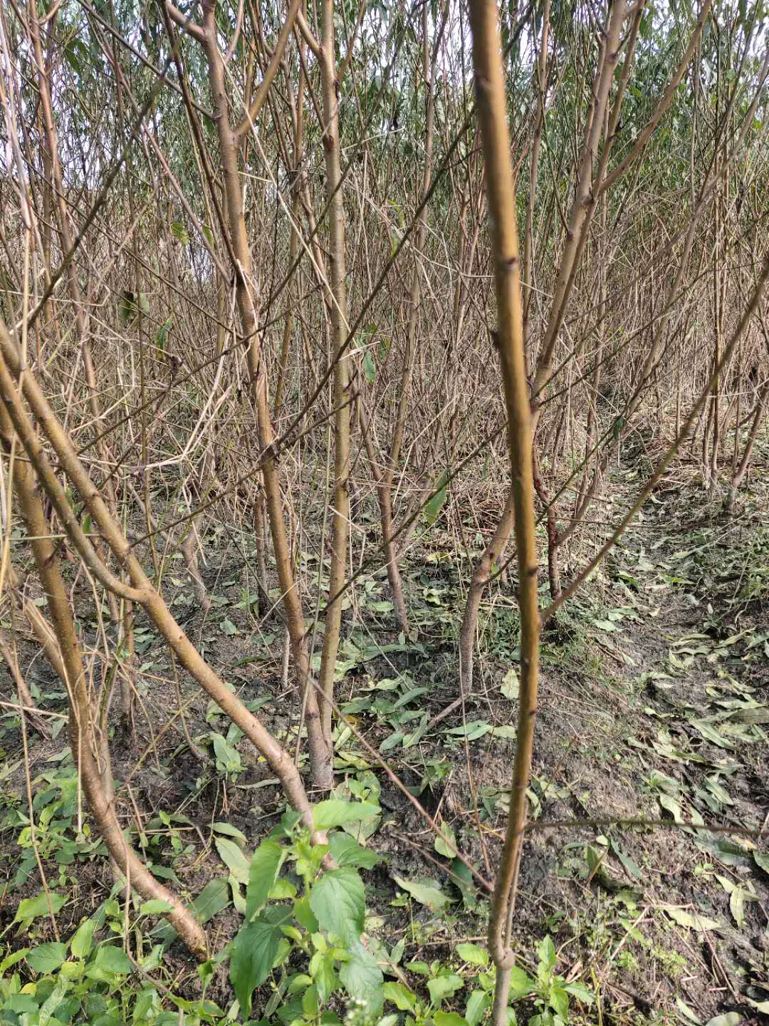 湖南黃桃苗基地_黃桃苗批發(fā)價格